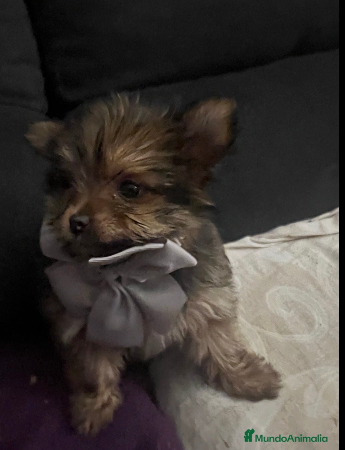 Chihuahua perros Yorkshire hembra peluda - Anuncio 30