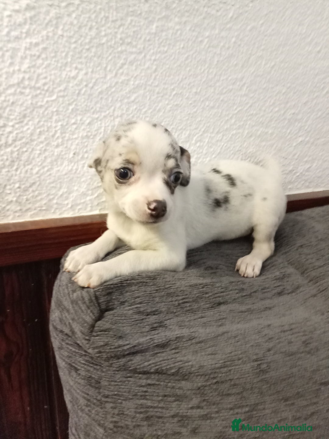 Chihuahua perros en venta: Chihuahuas toy - Anuncio 9