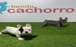 Bulldog Francés perros en venta: BULLDOG FRANCÉS - Imagen 1