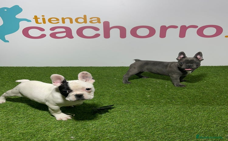 Bulldog Francés perros - Propaganda 5