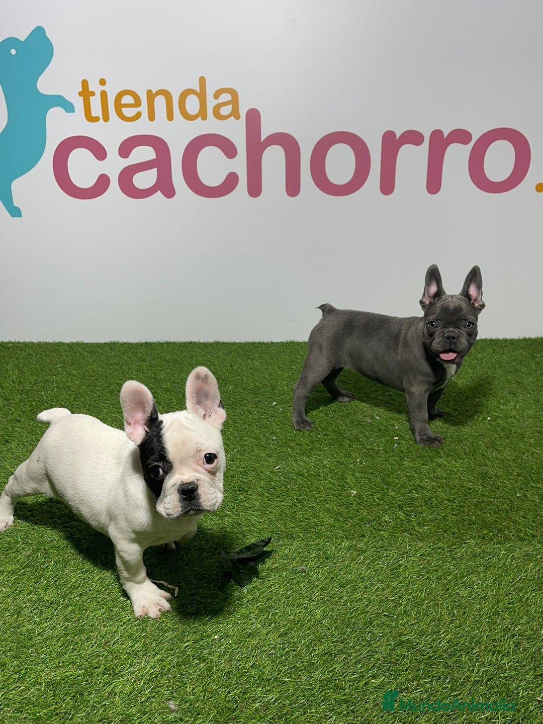 Bulldog Francés perros en venta: BULLDOG FRANCÉS - Imagen 1