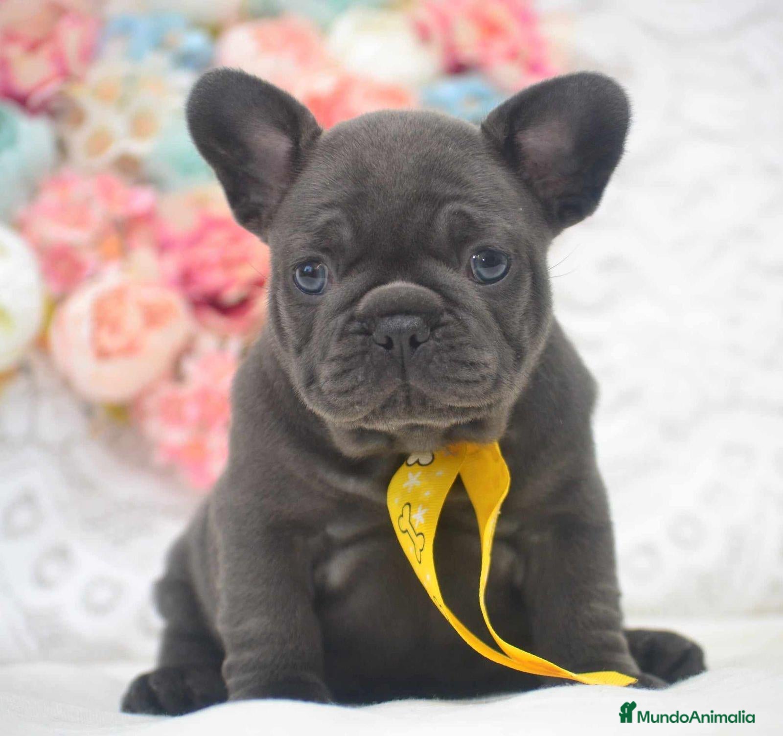 Bulldog Francés perros bulldog frances blue - Anuncio 1