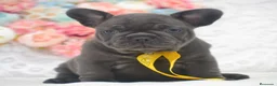 Bulldog Francés perros en venta: bulldog frances blue - Anuncio 1