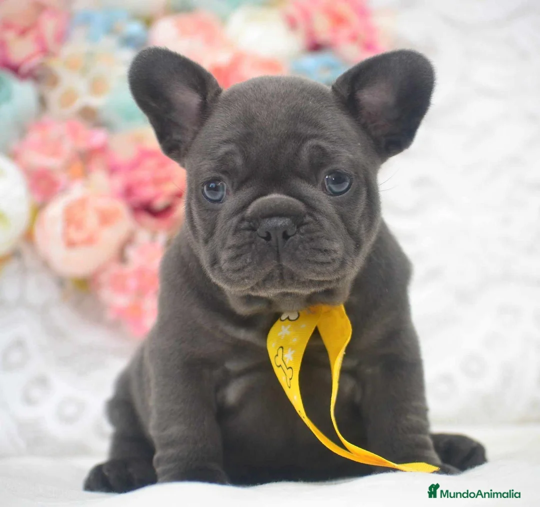 Bulldog Francés perros en venta: bulldog frances blue - Anuncio 1