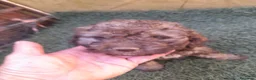 Perro de Agua Español perros en venta: Excelente último cachorrito perro de agua Español - Anuncio 2