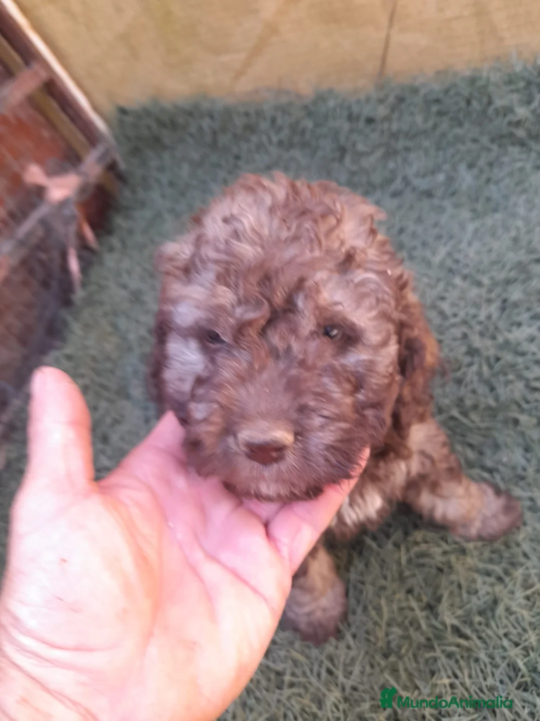 Perro de Agua Español perros en venta: Excelente último cachorrito perro de agua Español - Anuncio 2