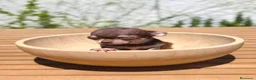 Chihuahua perros en venta: Chihuahua Toy macho bicolor  - Anuncio 3