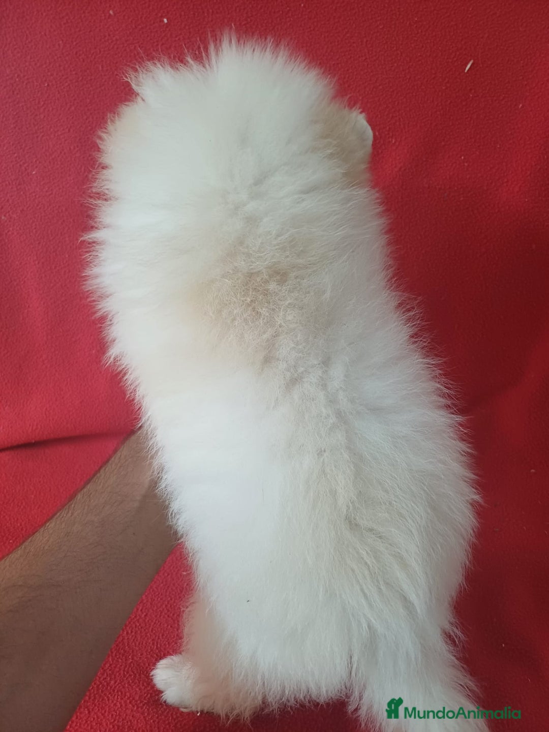 Pomerania perros en venta: Pomerania Standar  - Imagen 3