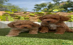 Caniche Toy perros en venta: CANICHE TOY MACHOS - Imagen 28