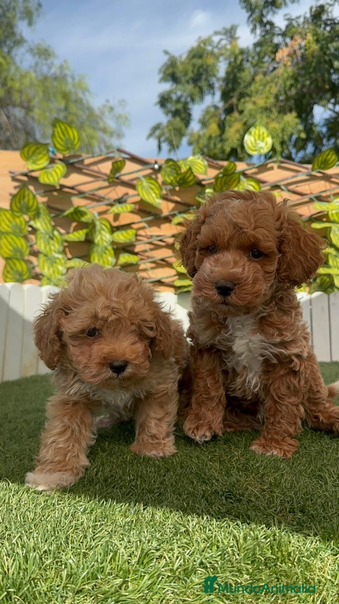 Caniche Toy perros en venta: CANICHE TOY MACHOS - Imagen 28