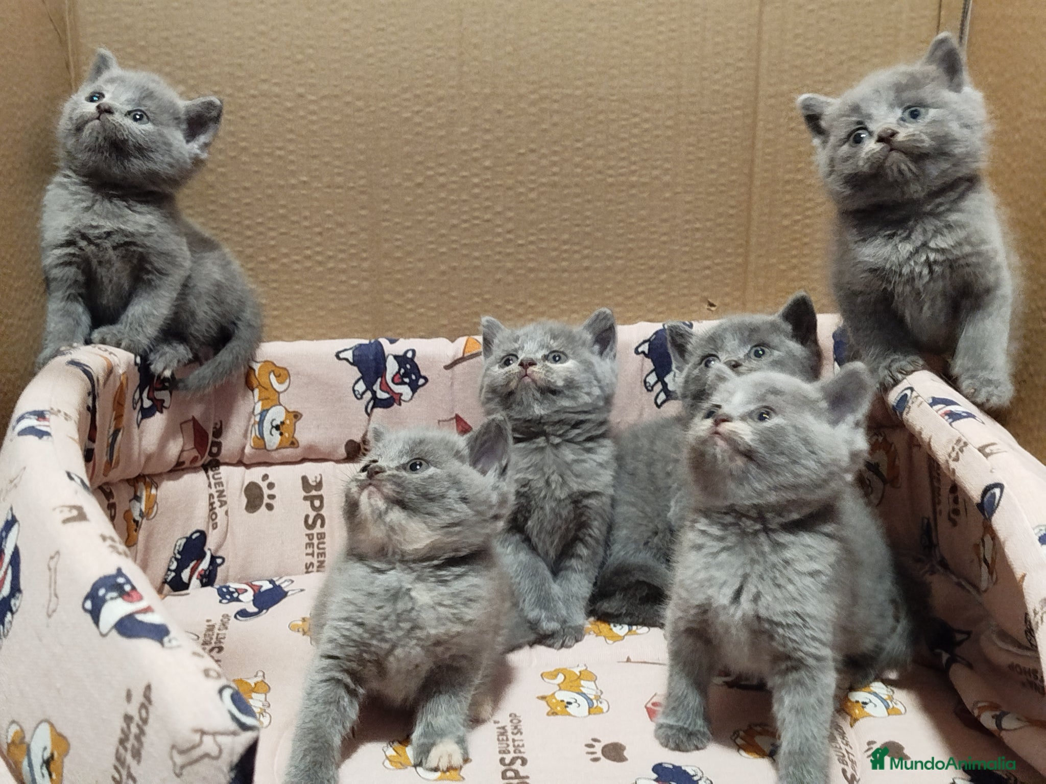 Británico de Pelo Corto Azul gatos British Shorthair  - Anuncio 1
