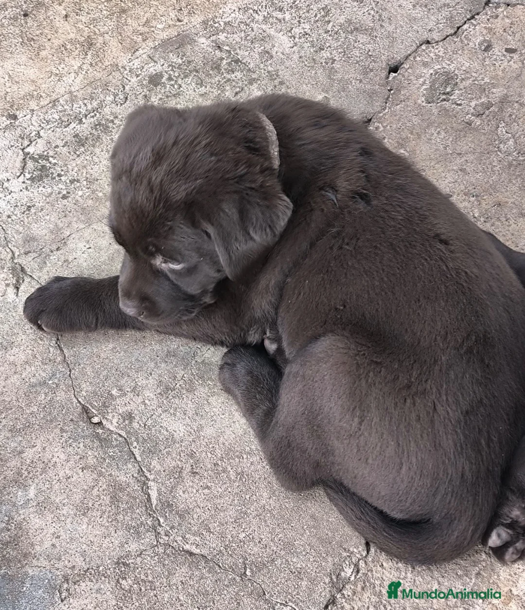 Labrador Retriever perros en venta: Preciosos cachorros labrador chocolate 🐶🐾 en Málaga - Anuncio 3