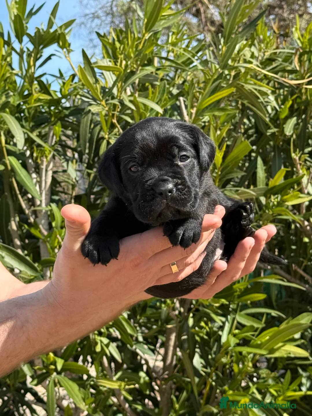 Cane Corso perros en venta: Cachorros de Cane Corso  - Anuncio 3