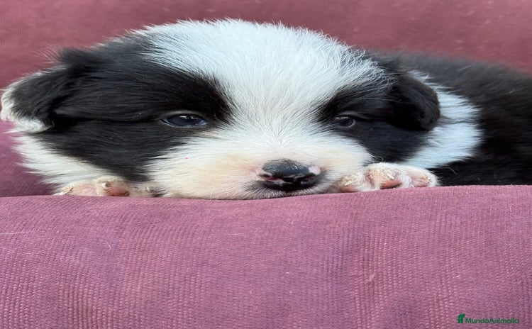 Border Collie perros - Propaganda 2