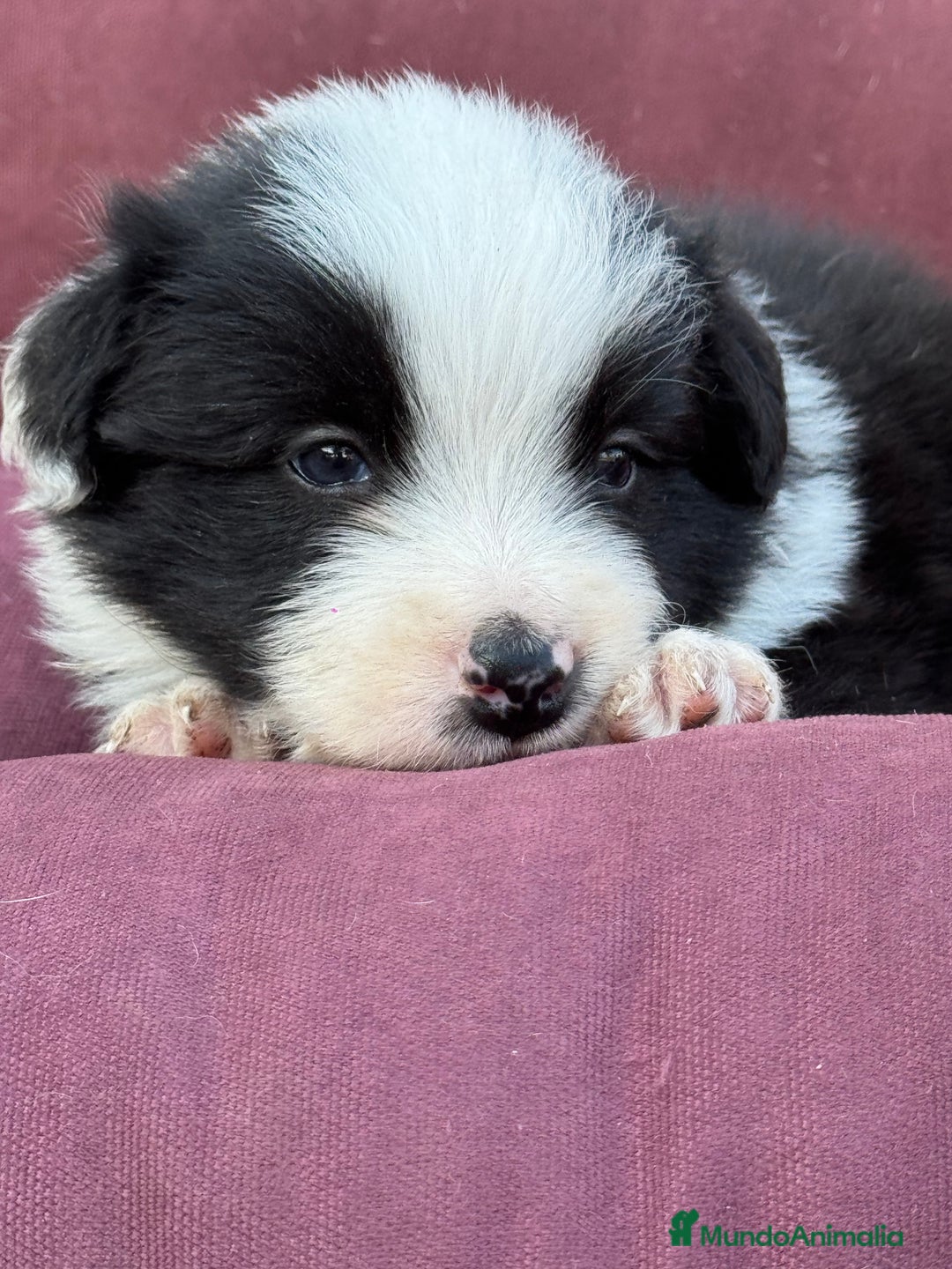 Border Collie perros en venta: Impresionantes Border Colliec - Imagen 1