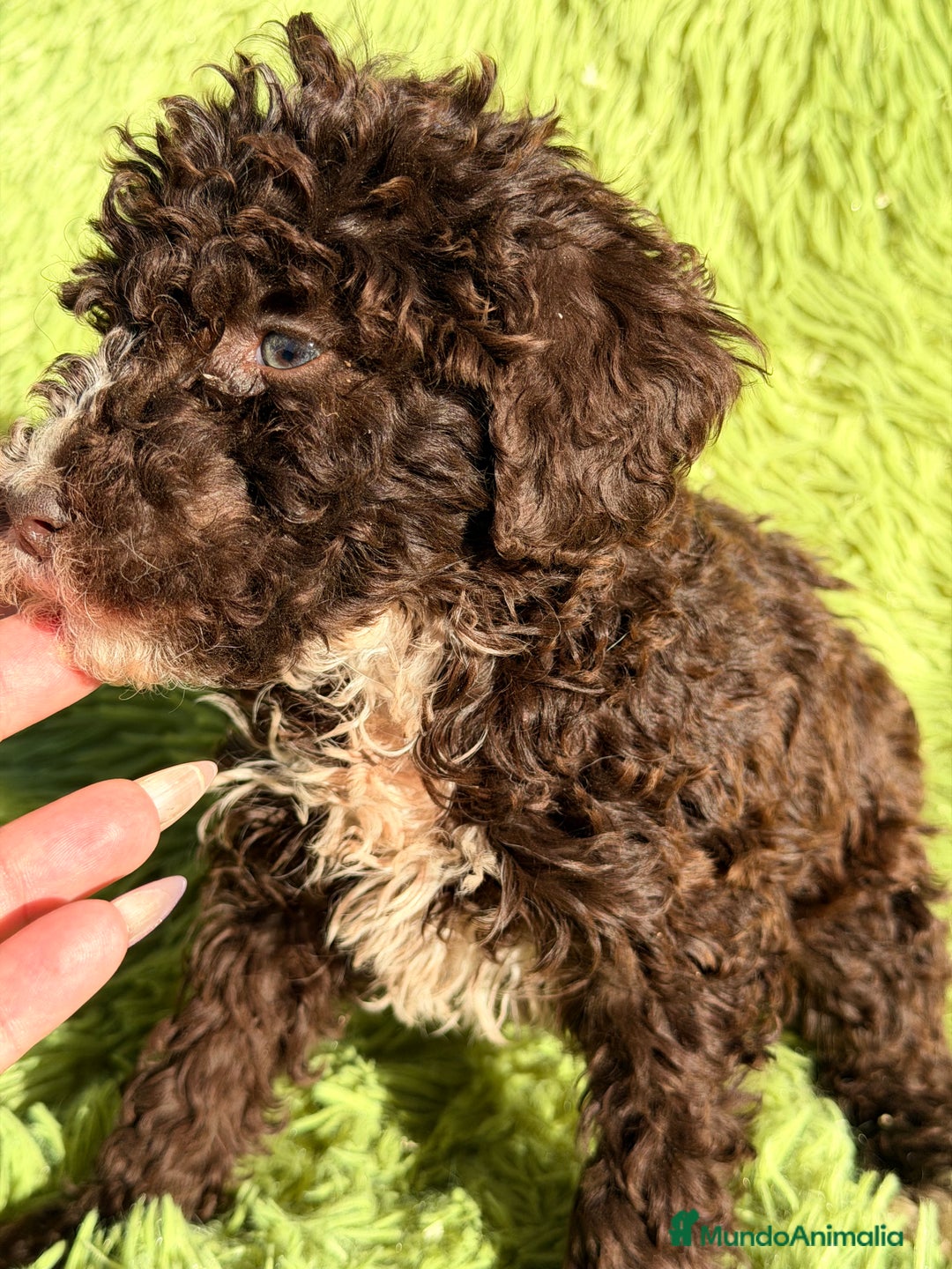 Perro de Agua Español perros en venta: Pdae chocolate  - Anuncio 7