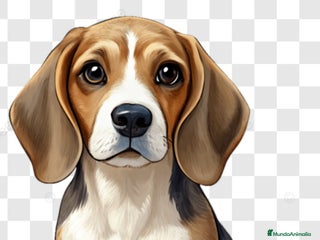 Beagle perros - Anuncio 1