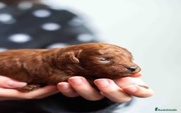 Caniche Toy perros en venta: Caniche toy rojo intenso - Anuncio 11