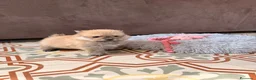 Pomerania perros en venta: pomerania  - Anuncio 5