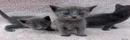 Azul Ruso gatos en venta: Gatos azul ruso  - Anuncio 3