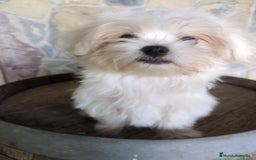 Bichón Maltés perros en venta: Camada de bichón maltés - Imagen 18