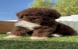 Perro de Agua Español perros en venta: PERRO DE AGUA HEMBRA - Imagen 6