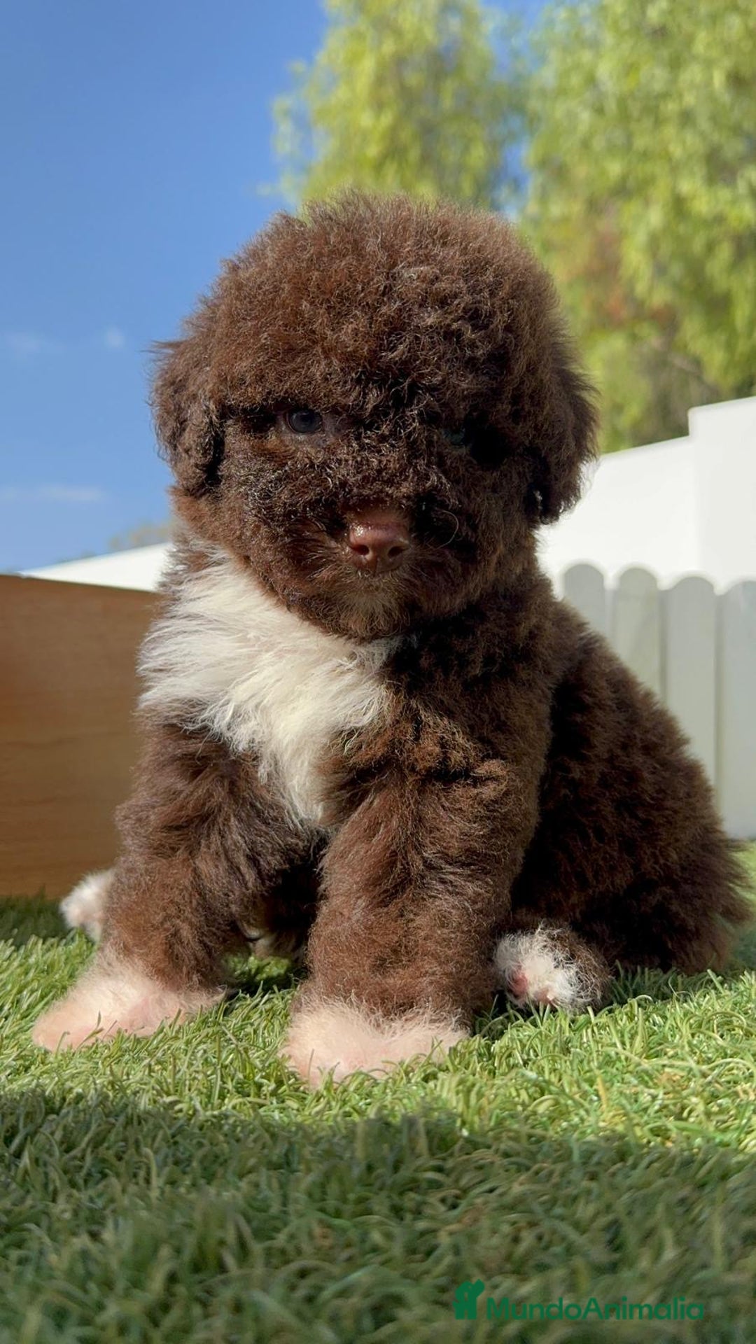 Perro de Agua Español perros en venta: PERRO DE AGUA HEMBRA - Imagen 6