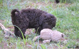 Perro de Agua Español perros en venta: Cachorras hembras de perro de agua español - Imagen 10