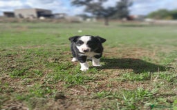 Border Collie perros en venta: BORDER COLLIE - Imagen 5