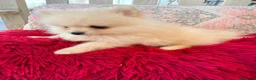 Pomerania perros en venta: Pomerania toy  - Anuncio 3