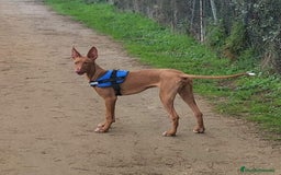 Podenco Canario perros en venta: PODENCOS CANARIOS de Selección  - Imagen 6
