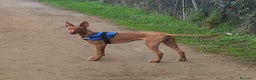 Podenco Canario perros en venta: PODENCOS CANARIOS de Selección  - Anuncio 6