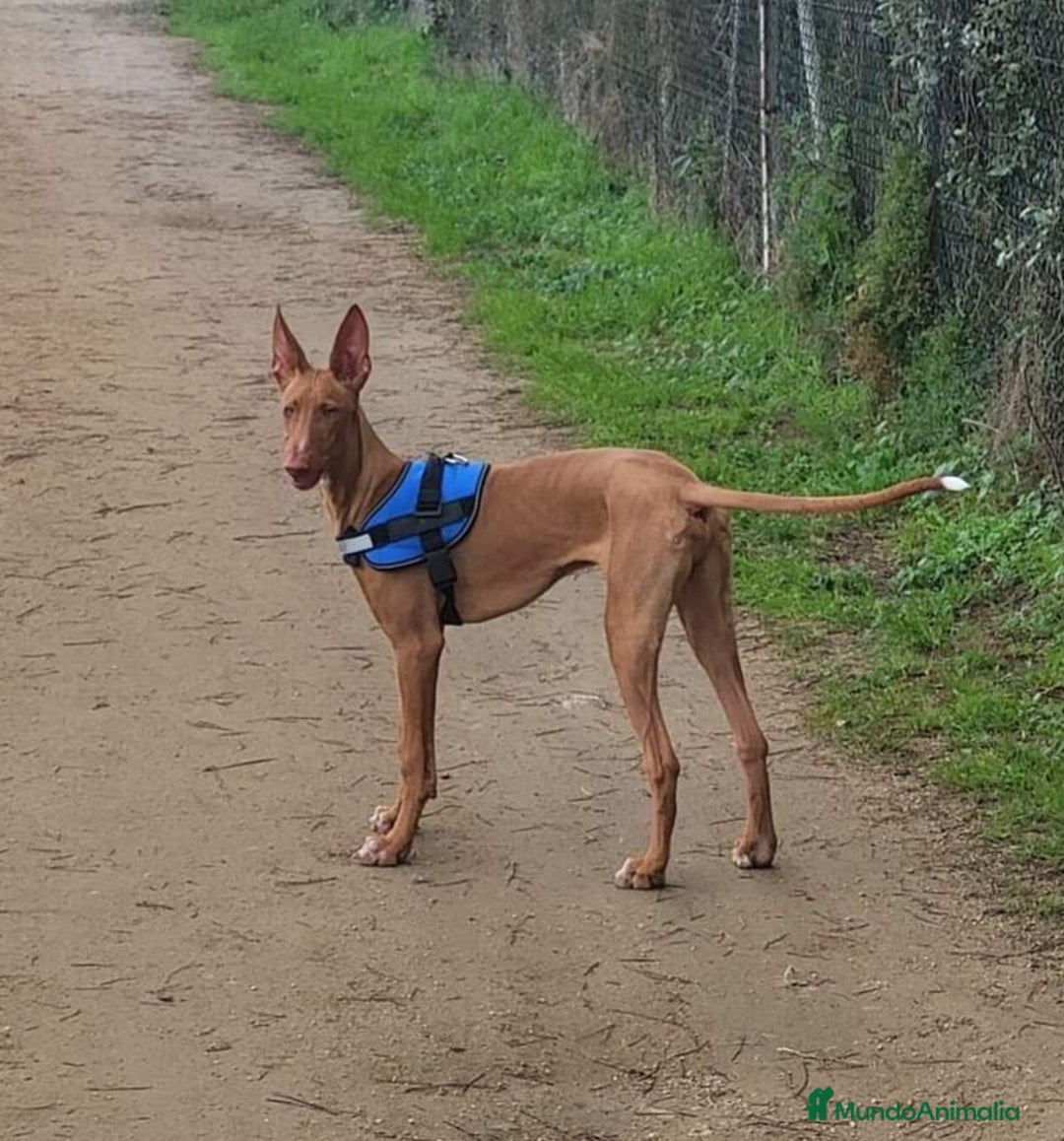 Podenco Canario perros en venta: PODENCOS CANARIOS de Selección  - Imagen 6