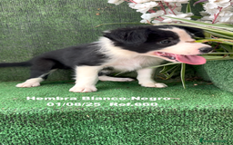 Border Collie perros en venta: Border Collie hembra - Imagen 6