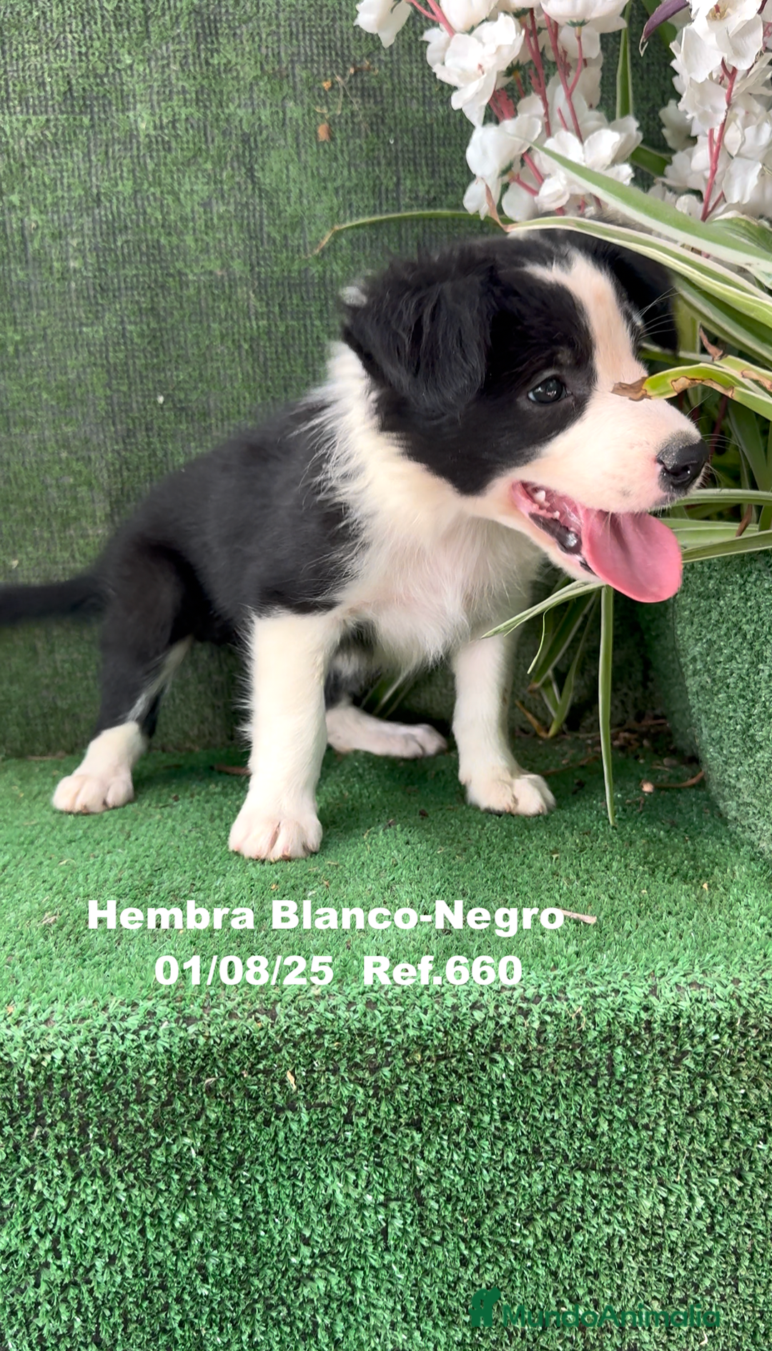 Border Collie perros en venta: Border Collie hembra - Imagen 6
