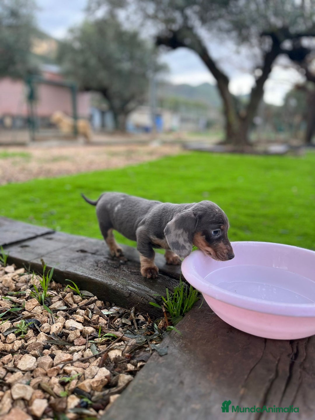 Teckel perros en venta: Teckel mini Arlequín  - Anuncio 5