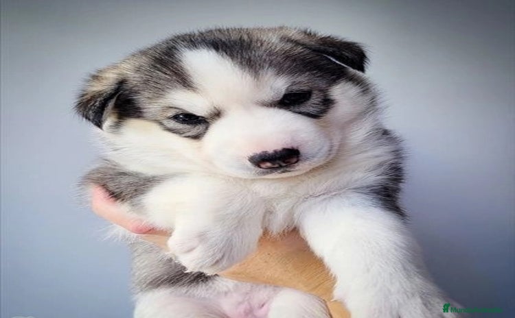 Husky Siberiano perros - Anuncio 1