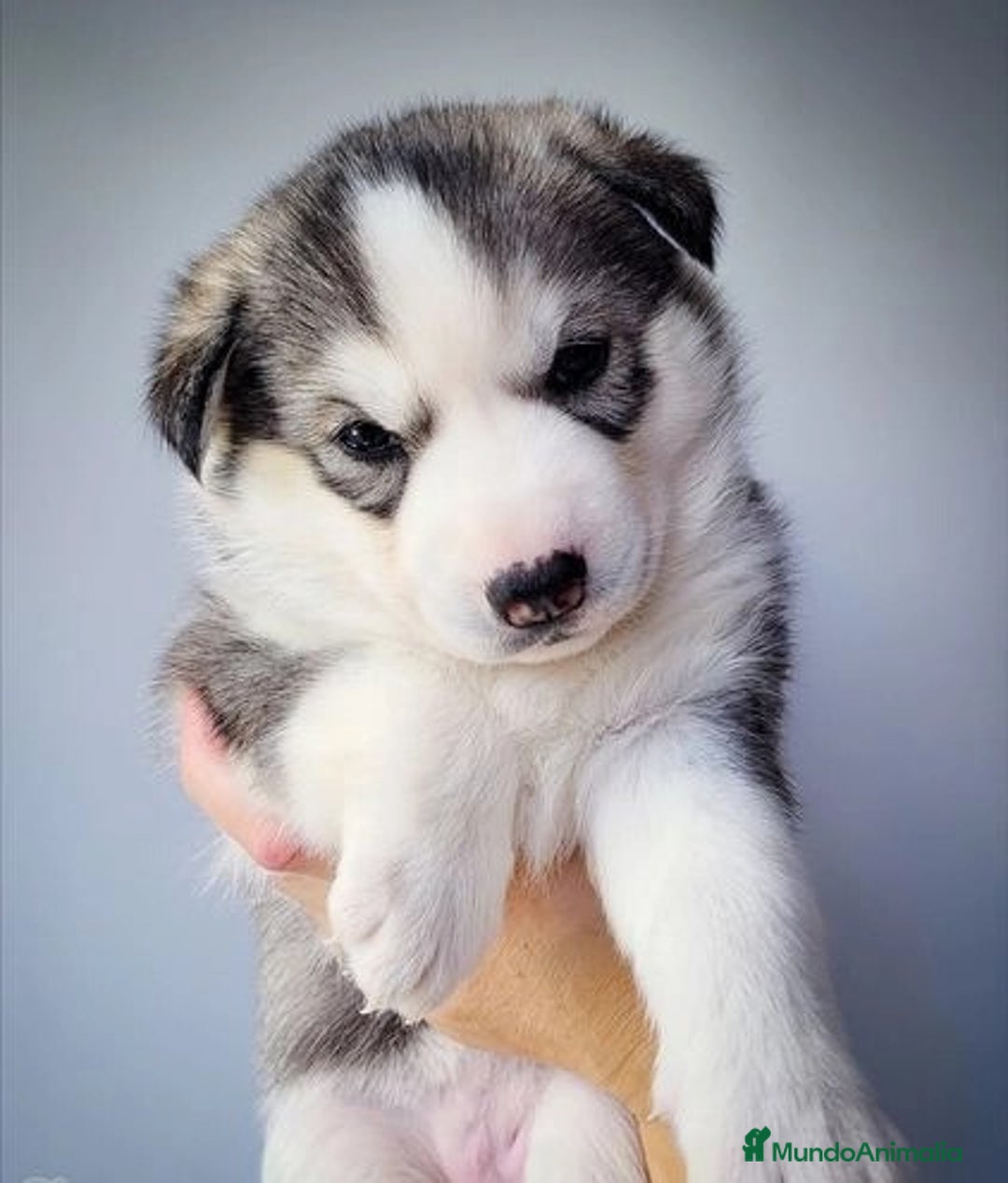 Husky Siberiano perros en venta: Tierno cachorrito de Husky Siberiano - Imagen 1