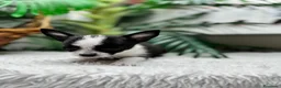 Chihuahua perros en venta: CHIHUAHUA HEMBRA 🎀 - Anuncio 8