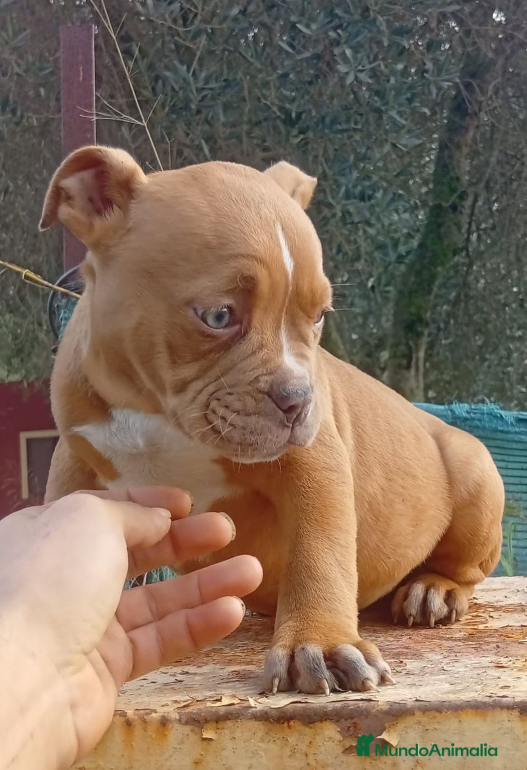 American Bully perros en venta: American bully pocket  - Anuncio 5