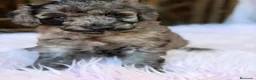 Caniche Mediano perros en venta: Hembra caniche mediano merle  - Anuncio 2