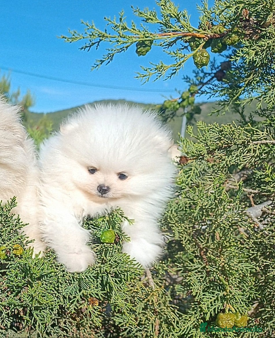 Pomerania perros en venta: POMERANIA MACHITO SÚPER TOY - Anuncio 1