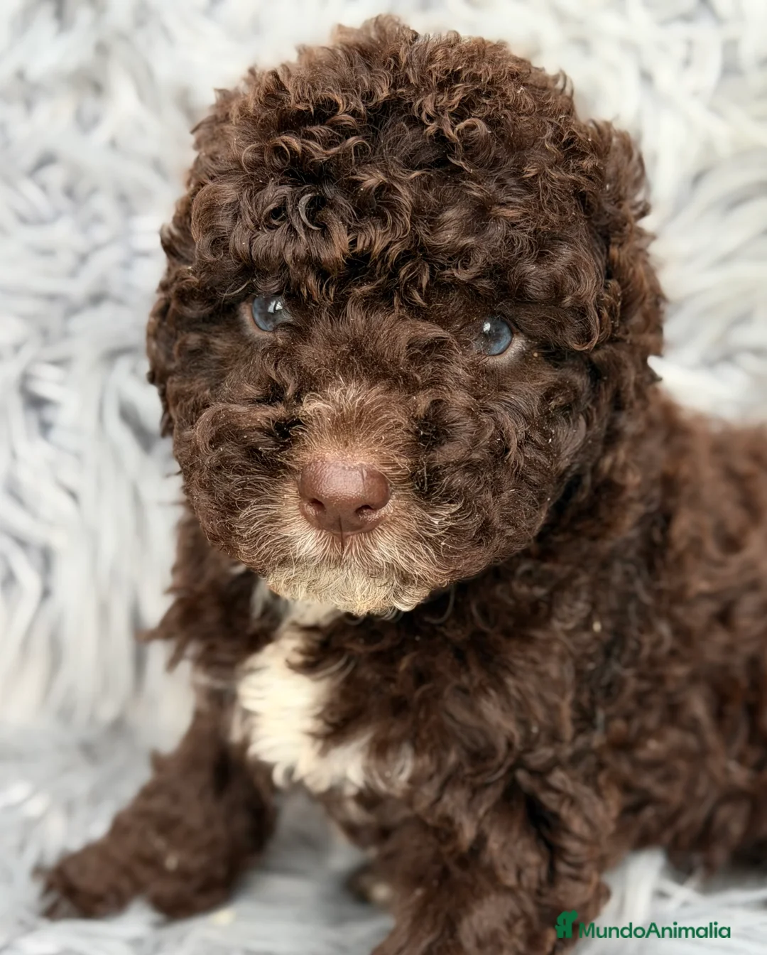 Perro de Agua Español perros en venta: Pdae chocolate pecho blanco  - Anuncio 2