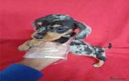 Teckel Miniatura perros en venta: Teckel Miniatura Arlequin  - Imagen 2