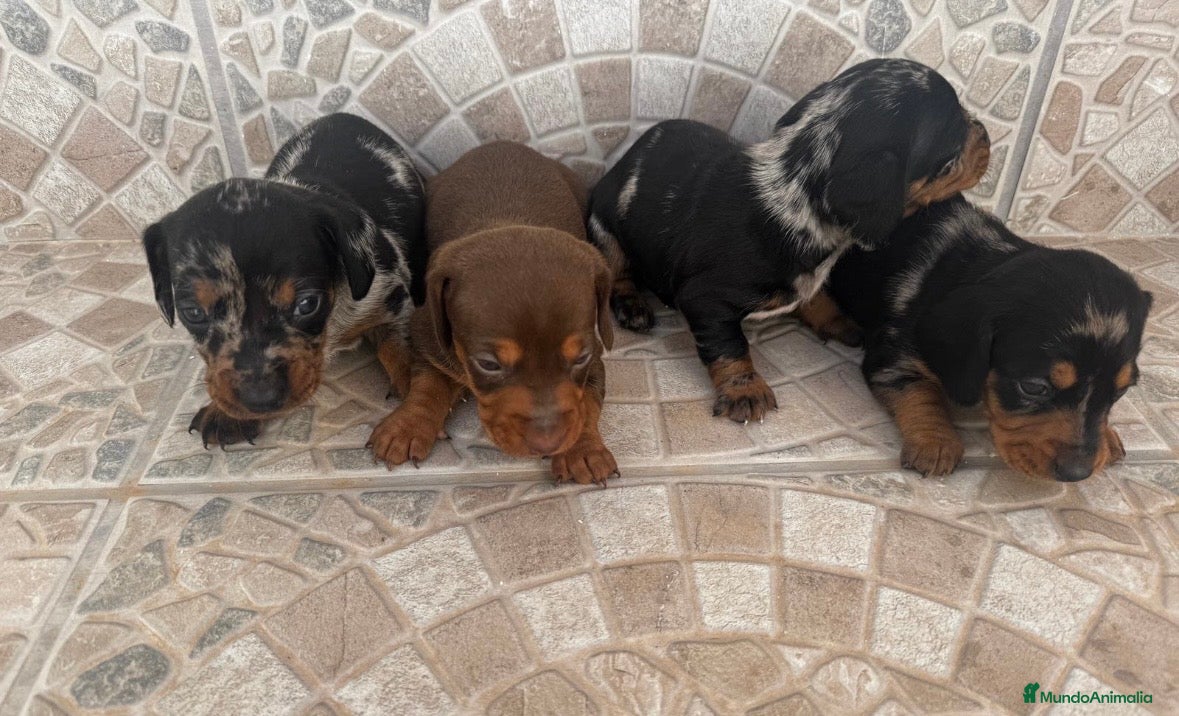 Teckel Miniatura perros Teckel miniatura 🐾🔥 - Anuncio 3