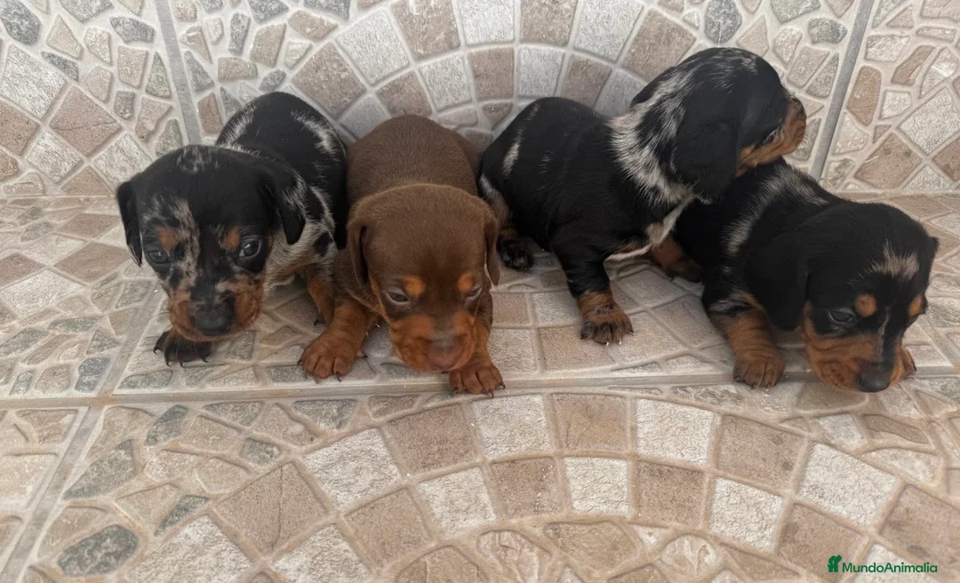 Teckel Miniatura perros en venta: Teckel miniatura 🐾🔥 - Anuncio 1