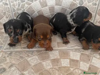 Teckel Miniatura perros Teckel miniatura 🐾🔥 - Anuncio 3