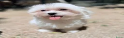 Bichón Maltés perros en venta: BICHÓN MALTES HEMBRA DISPONIBLE - Anuncio 8