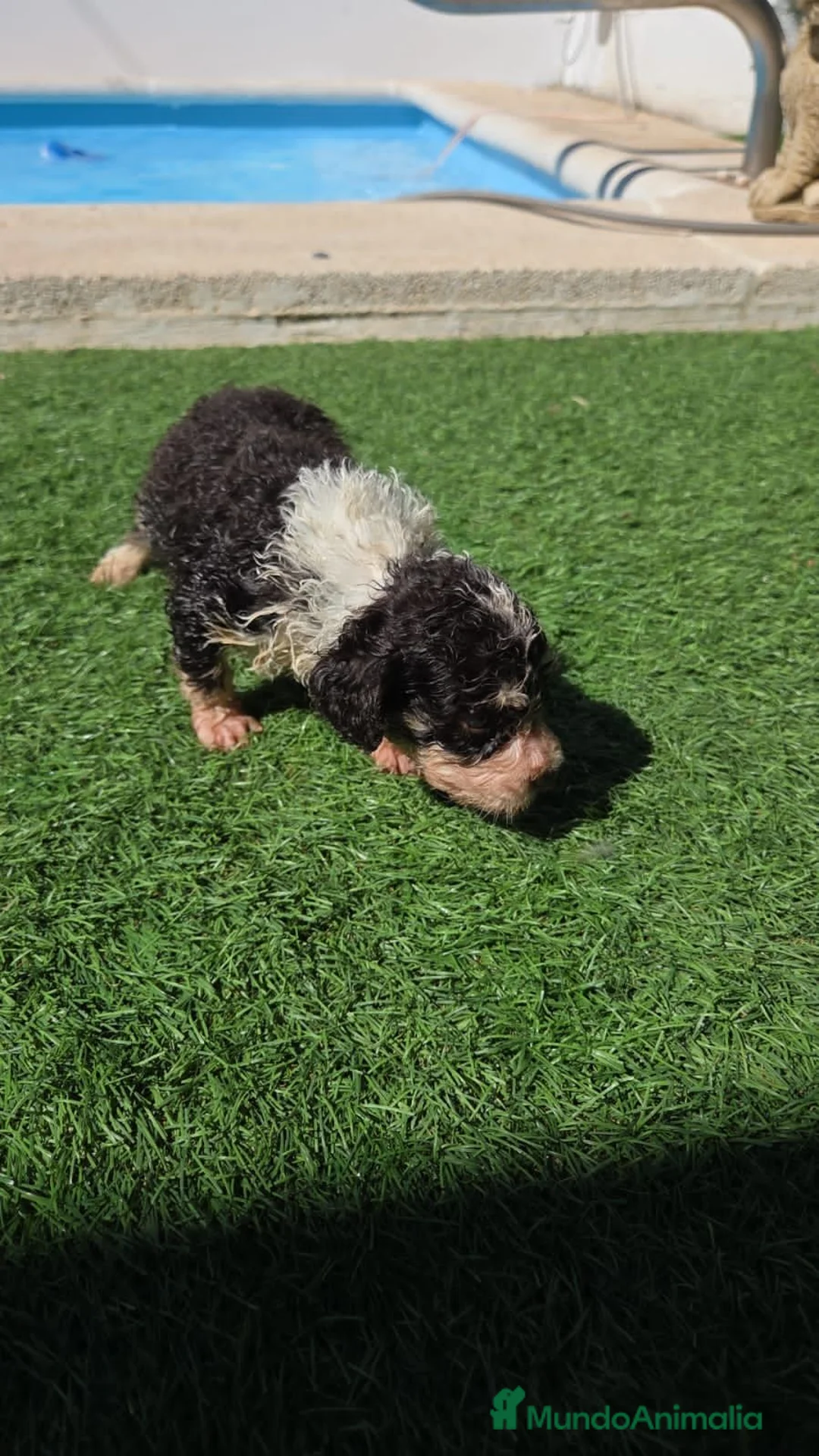 Perro de Agua Español perros en venta: Perritos de agua  - Anuncio 10