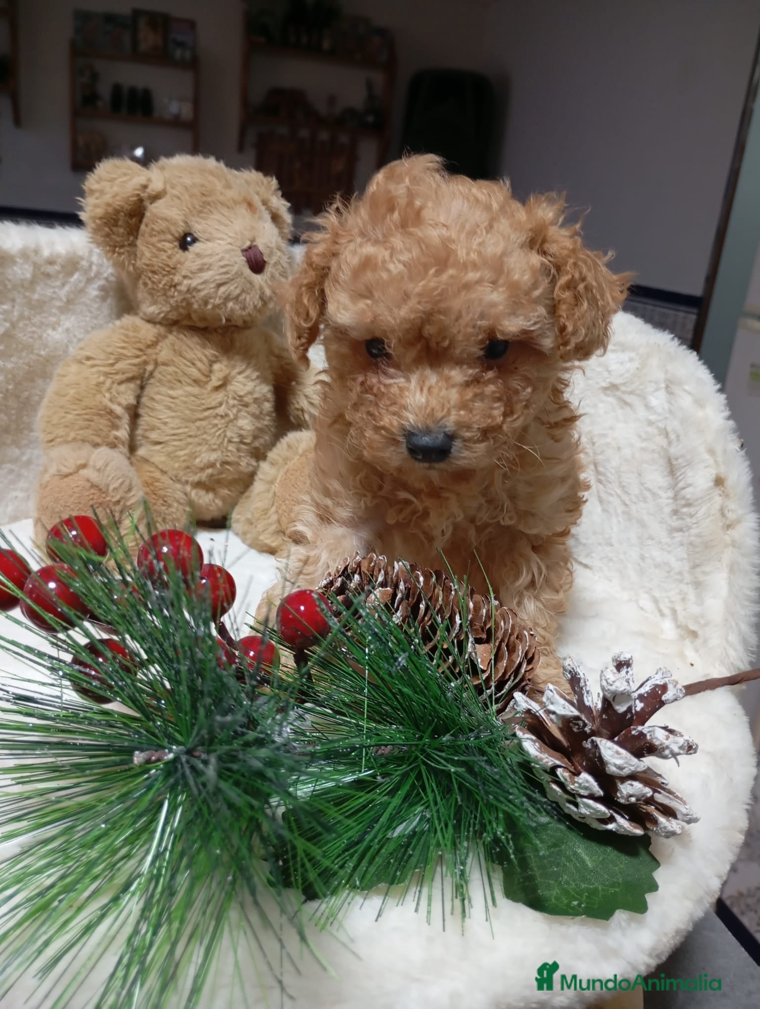 Caniche Toy perros Caniche Toy - Anuncio 1